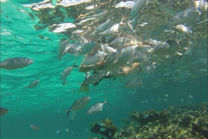 Punta Cana Catamaran Party and Snorkel Cruise with Open Bar photo 5