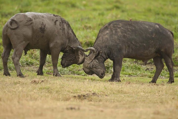 3-Day Serengeti and Ngorongoro Safari: Plains, Wildlife & Maasai Culture photo 4