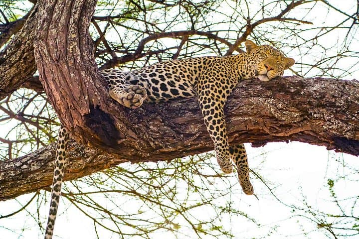 3-Day Serengeti and Ngorongoro Safari: Plains, Wildlife & Maasai Culture photo 6