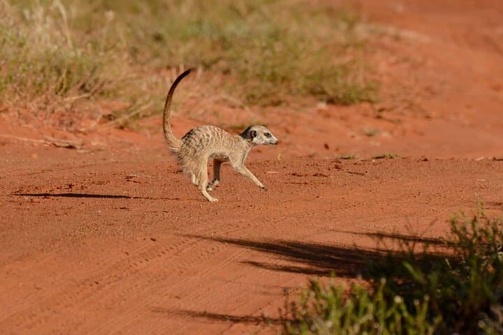 2-Day Mid-Range Safari to Tarangire & Ngorongoro Crater — Wildlife Safari from Arusha photo 4