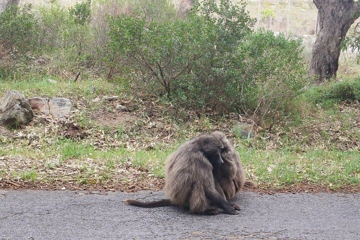 Cape of Good Hope & Boulders Beach: Full-Day Penguins and Peninsula Tour photo 2