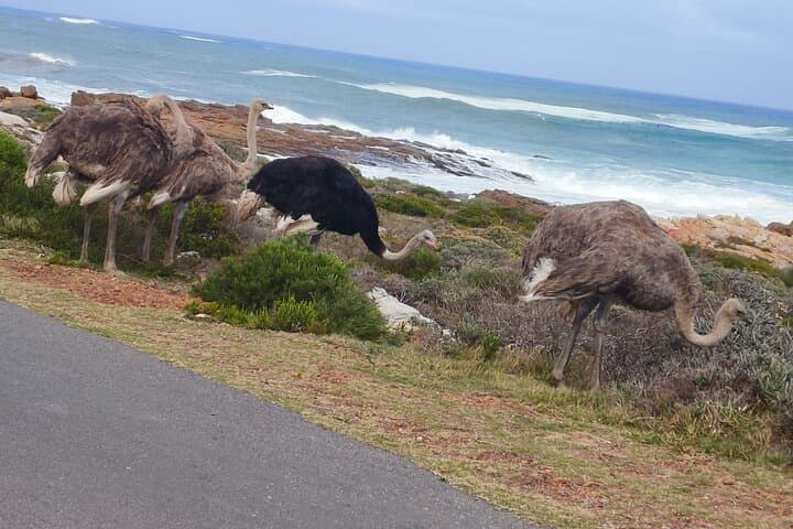 Full-Day Cape Peninsula Private Tour: Cape Point, Boulders & Chapman's Peak photo 5