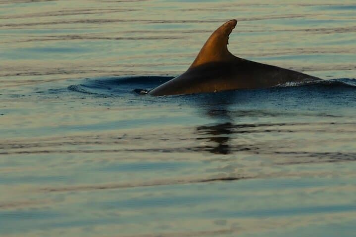 Plavnik Island Half-Day Swimming & Snorkeling Trip from Krk photo 6