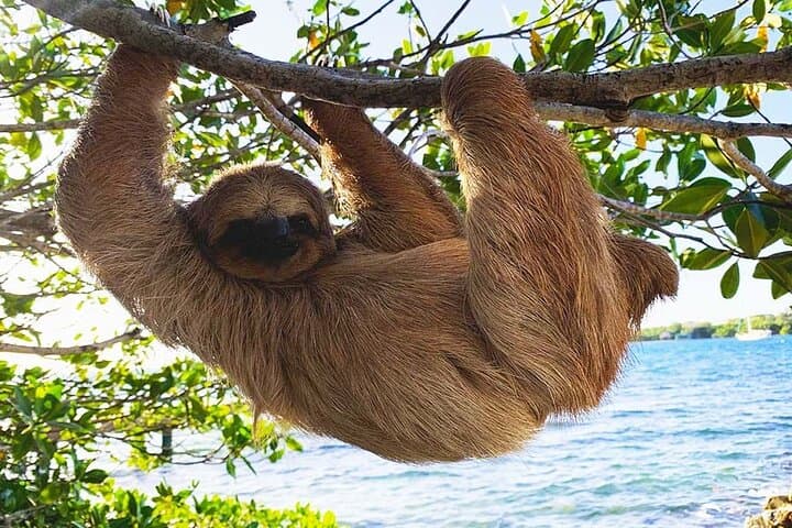 Roatan Horseback and ATV Adventure with Sloth & Monkey Park: Beaches, Jungle Trails, and Wildlife photo 4