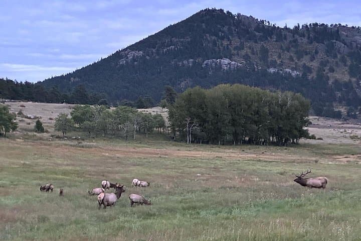 Rise and Bugle: Elk Rut Tours in Rocky Mountain National Park photo 4