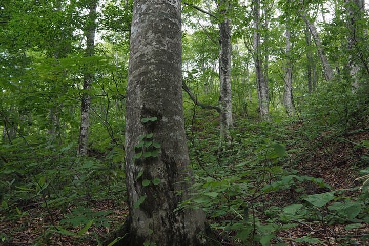 Shirakami Mountains Full-Day Hiking Tour: Anmon Falls & Ancient Beech Forest Trek photo 5