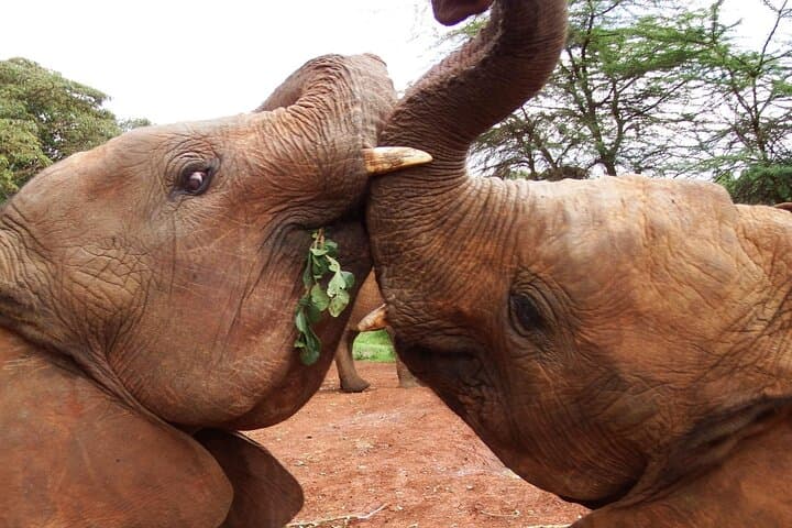 Nairobi Elephant Orphanage & Giraffe Centre Private Tour — Up-Close Wildlife Encounters photo 4