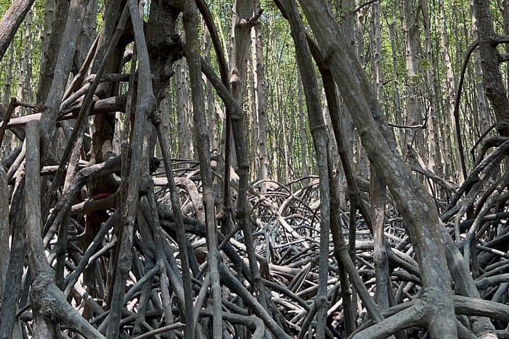 Can Gio Mangrove & Thanh An Island Private Tour from Ho Chi Minh City photo 3