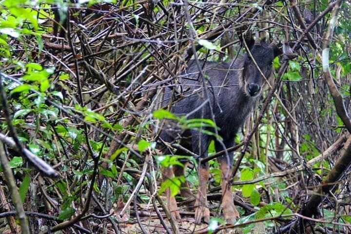 Cat Ba National Park: 1-Day Trekking and Biking from Cat Ba Town photo 6