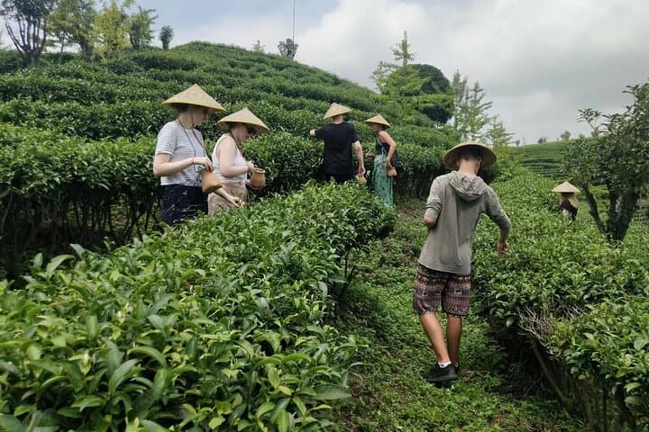 Qixianfeng Tea Plantation Tour in Yangshuo — Tea Picking, Processing & Tasting