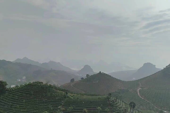 Qixianfeng Tea Plantation Tour in Yangshuo — Tea Picking, Processing & Tasting photo 3