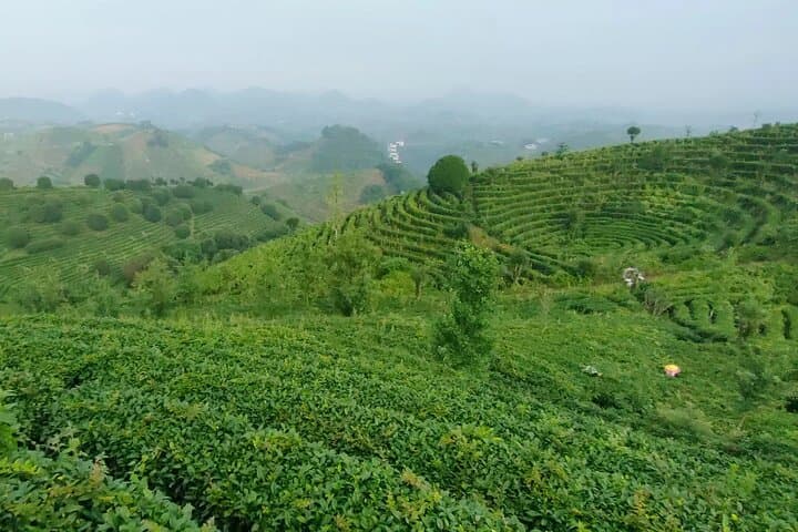 Qixianfeng Tea Plantation Tour in Yangshuo — Tea Picking, Processing & Tasting photo 4
