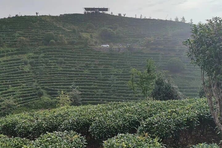 Qixianfeng Tea Plantation Tour in Yangshuo — Tea Picking, Processing & Tasting photo 5