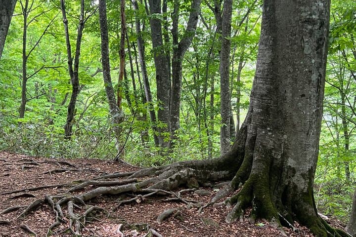 Shirakami Mountains Full-Day Hiking Tour: Anmon Falls & Ancient Beech Forest Trek photo 6
