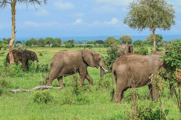 Rufiji River & Big Five: 4-Day Nyerere National Park Safari Adventure photo 3