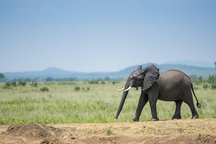 Rufiji River & Big Five: 4-Day Nyerere National Park Safari Adventure photo 4