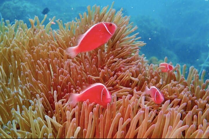 Phu Quoc Coral Reef Diving: One-Day Guided Scuba Adventure photo 6