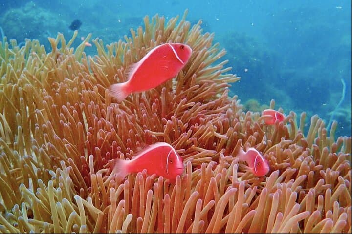 Phu Quoc Pro-Guided Coral Reef Diving Tour — Full-Day Scuba from Duong Dong photo 6