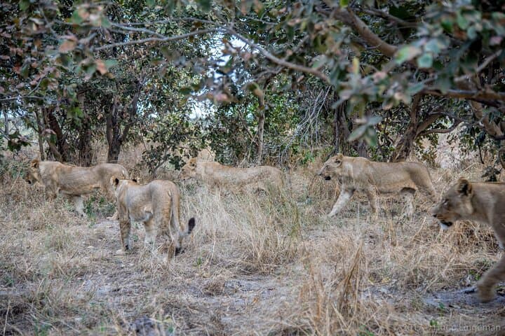 Full-Day Chobe River Cruise and Game Drive from Livingstone or Kasane photo 4