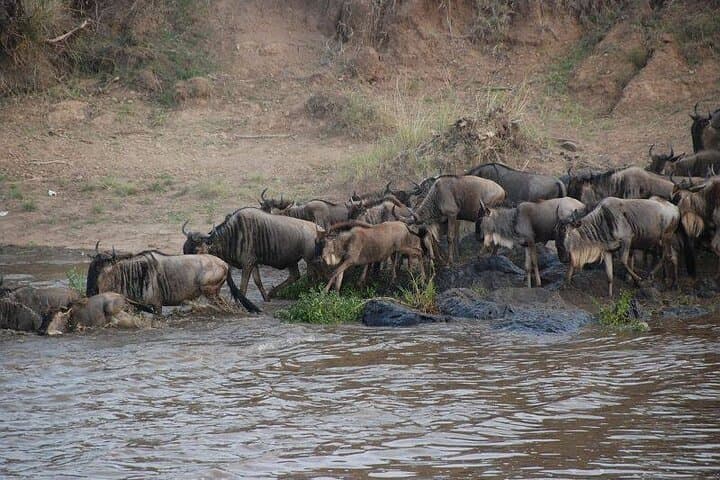 3-Day Maasai Mara Safari: Big Five, Great Migration & Maasai Culture photo 1
