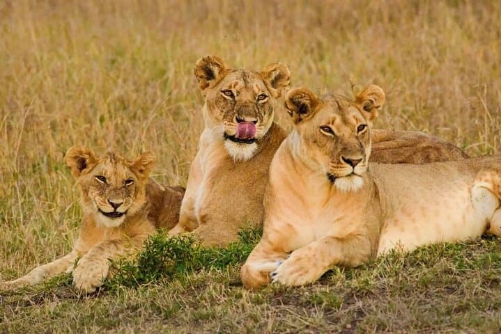 3-Day Maasai Mara Safari: Big Five, Great Migration & Maasai Culture photo 2