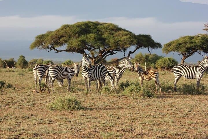 3-Day Maasai Mara Safari: Big Five, Great Migration & Maasai Culture photo 3