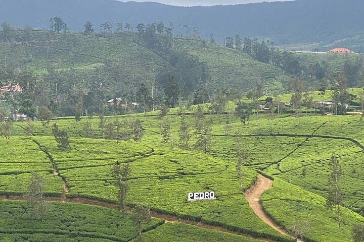best-of-sri-lanka-5-day-sigiriya-elephant-safari-ella-tea-country photo 6