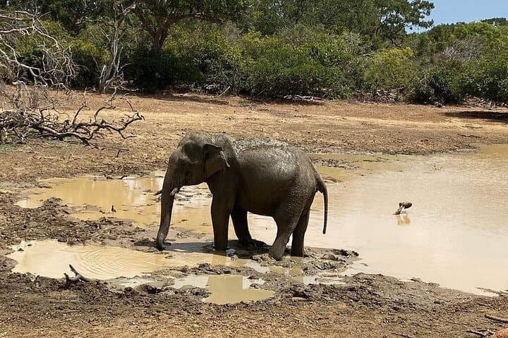 best-of-sri-lanka-5-day-sigiriya-elephant-safari-ella-tea-country photo 4