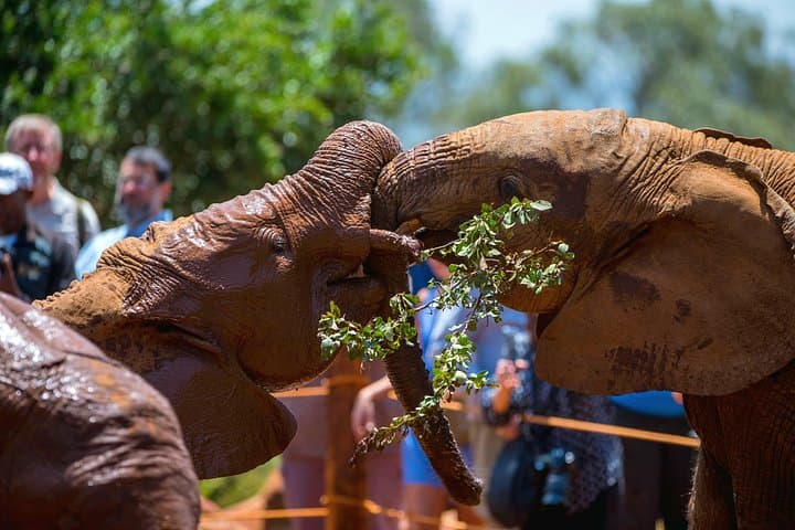 Explore Nairobi’s Wildlife: Elephant Orphanage, Giraffe Centre & Nairobi National Park Adventure photo 2