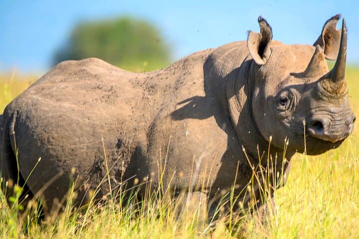 Explore Nairobi’s Wildlife: Elephant Orphanage, Giraffe Centre & Nairobi National Park Adventure photo 4