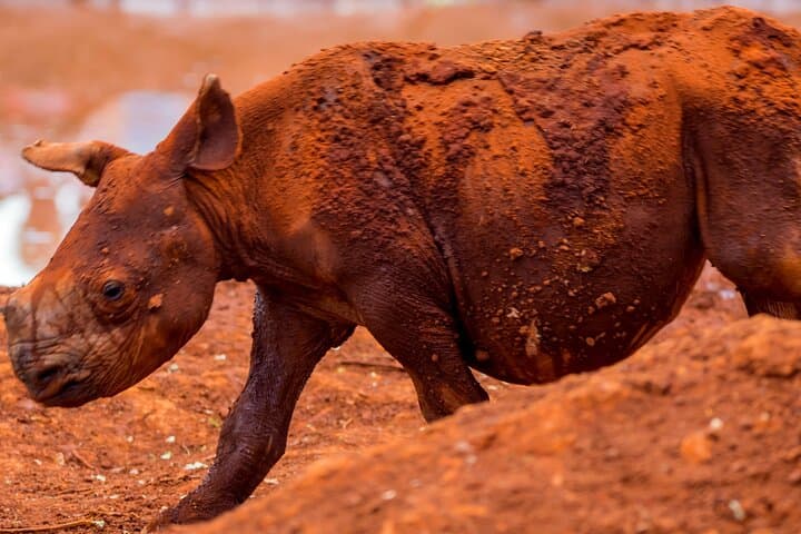 Explore Nairobi’s Wildlife: Elephant Orphanage, Giraffe Centre & Nairobi National Park Adventure photo 3