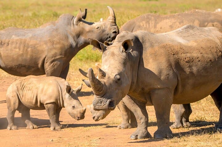 Explore Nairobi National Park: A Unique Half-Day Urban Safari Experience photo 2