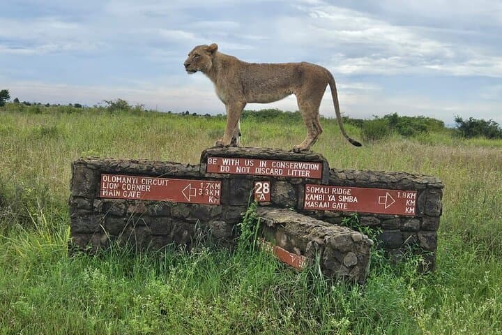 Explore Nairobi National Park: Urban Wildlife Safari and Conservation Experience