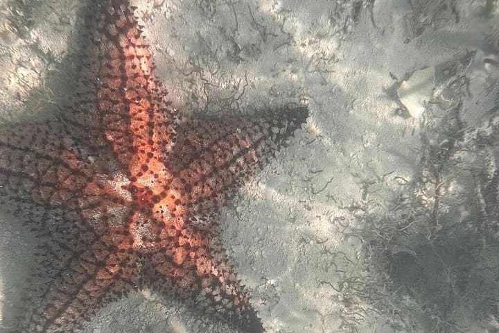 Saona Island Premium Discovery Tour — VIP Speedboat, Snorkel & Natural Pool photo 3