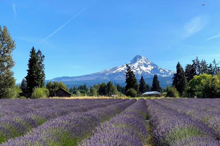 Mt. Hood Loop: Waterfalls, Fruit Farms and Alpine Hikes in a Day photo 5