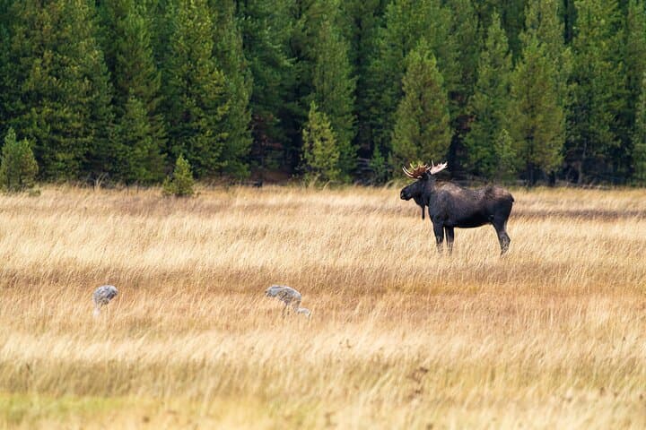 Master Wildlife Photography on a Full-Day Guided Tour in Yellowstone National Park photo 6