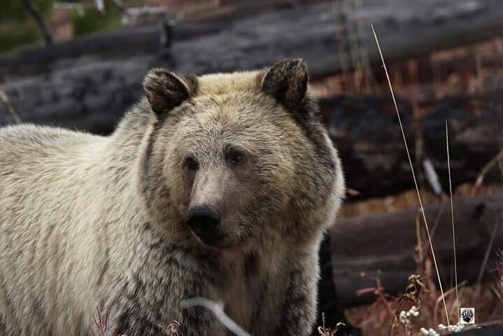 Private Yellowstone Wildlife & Photo Tour — Upper Loop Full-Day from West Yellowstone photo 6