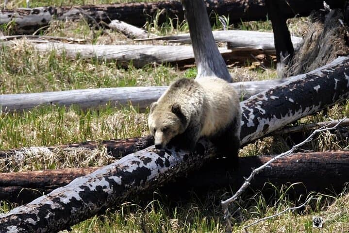 Private Yellowstone Wildlife & Photo Tour — Upper Loop Full-Day from West Yellowstone photo 3