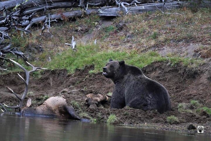 Yellowstone Lower Loop Day Tour from Cody: Old Faithful, Grand Canyon & Hot Springs photo 5