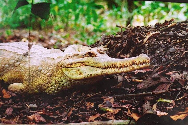 Sarawak Jong Crocodile Farm Educational Tour from Kuching — Crocodile Museum, Bujang Senang & Wildlife Encounters