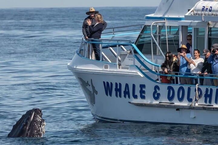 Port Stephens Whale Watching & Tomaree Summit Day Tour from Newcastle