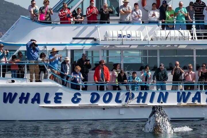 Port Stephens Whale Watching & Tomaree Summit Day Tour from Newcastle photo 5