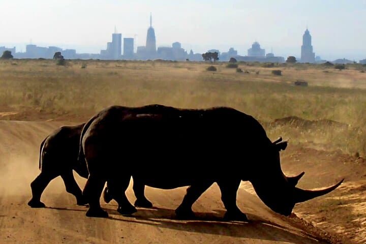 Explore Nairobi National Park: A Unique Half-Day Urban Safari Experience