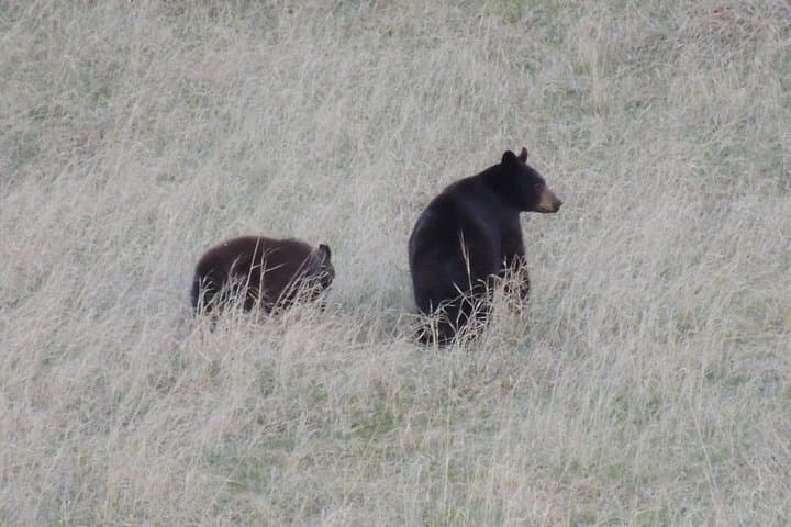 Calgary to Kananaskis Private Day Tour — Half-Day Rocky Mountains Escape photo 4