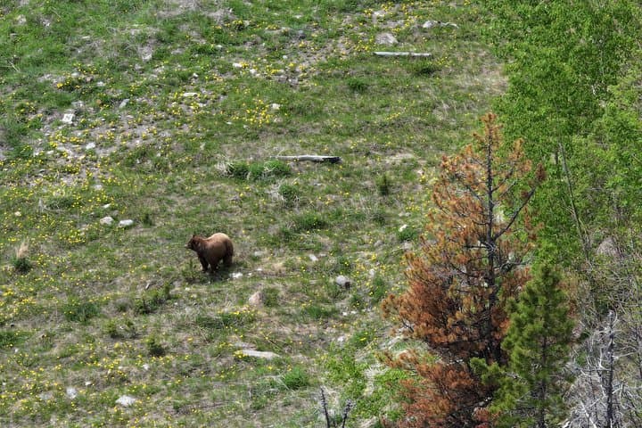 Calgary to Kananaskis Private Day Tour — Half-Day Rocky Mountains Escape photo 6
