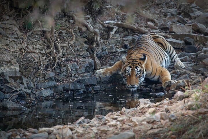 Ranthambore Tiger Safari — Private Same‑Day Wildlife Trip from Jaipur photo 3