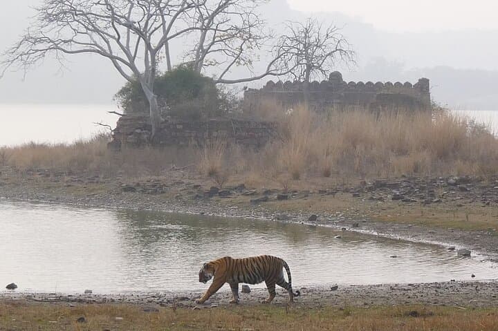 Ranthambore Tiger Safari — Private Same‑Day Wildlife Trip from Jaipur photo 4