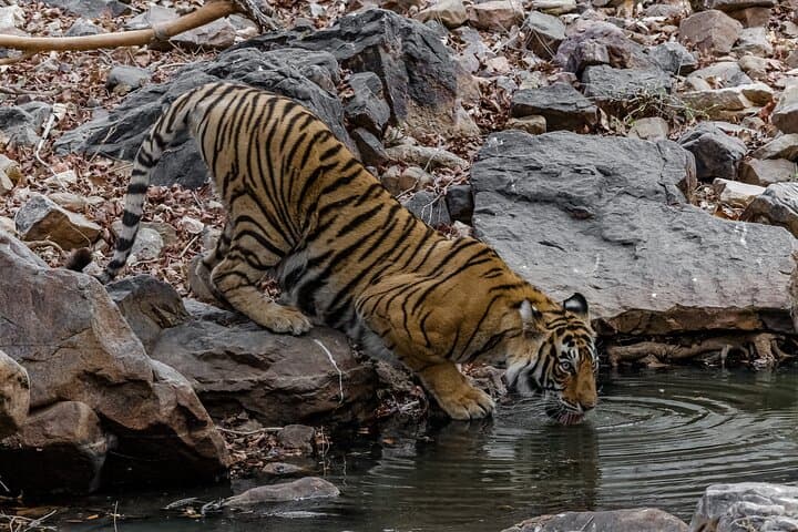 Ranthambore Tiger Safari — Private Same‑Day Wildlife Trip from Jaipur photo 5