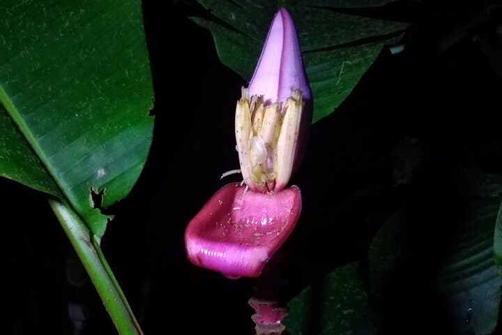 Night Observation Hike to the Source of Río Antón — El Valle de Antón photo 2