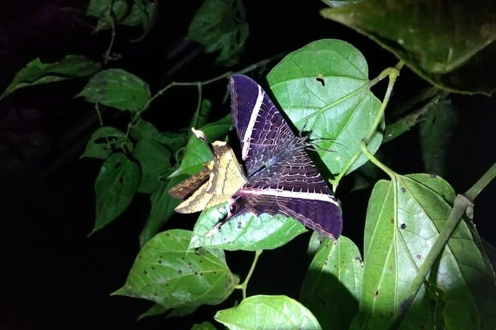 Night Observation Hike to the Source of Río Antón — El Valle de Antón photo 4